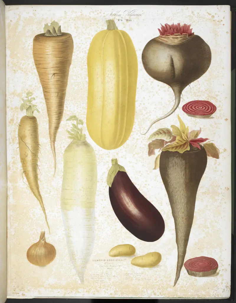 Botanical plate of vegetables including an aubergine, carrots, onion, beets and potatoes